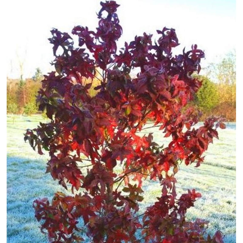 Liquidambar styraciflua 'Lane Roberts' - autumn colours