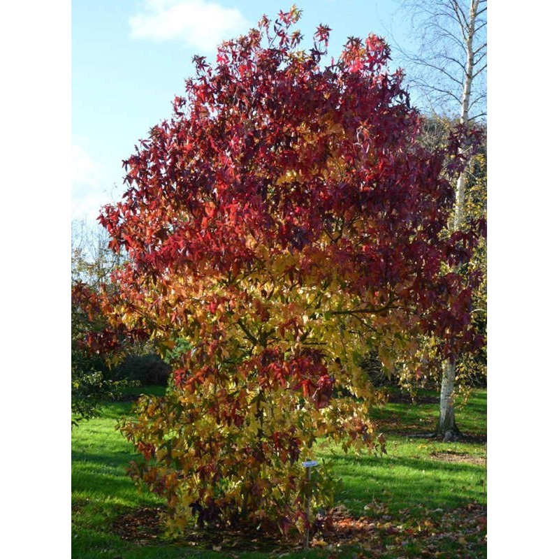 Liquidambar styraciflua 'Midwest Sunset'