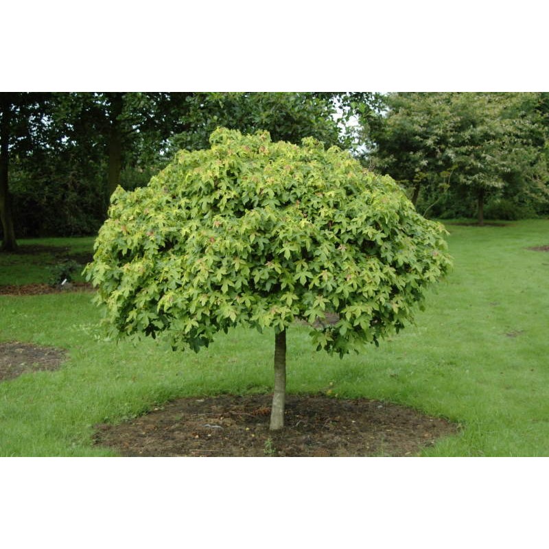 Liquidambar styraciflua 'Gum Ball' - habit and summer foliage