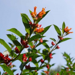Lonicera involucrata - early summer flowers
