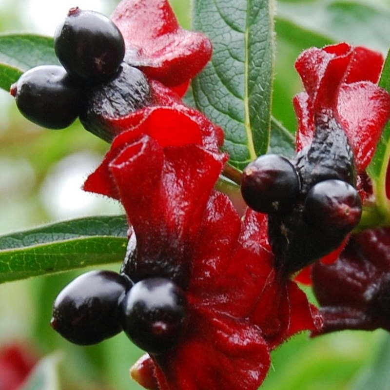 Lonicera involucrata - fruit