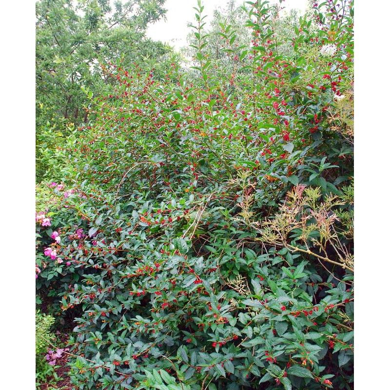 Lonicera involucrata - established flowering plant