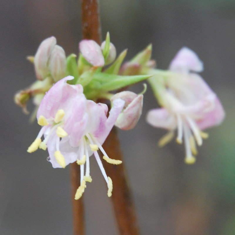 Lonicera standishii 'Budapest' - winter flowers