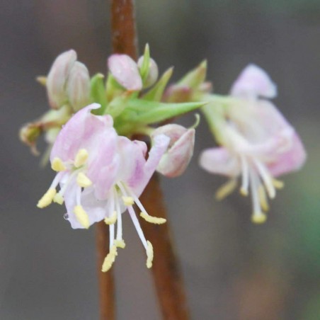 Lonicera standishii 'Budapest' - winter flowers