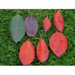 Aronia arbutifolia - Autumn colour progression