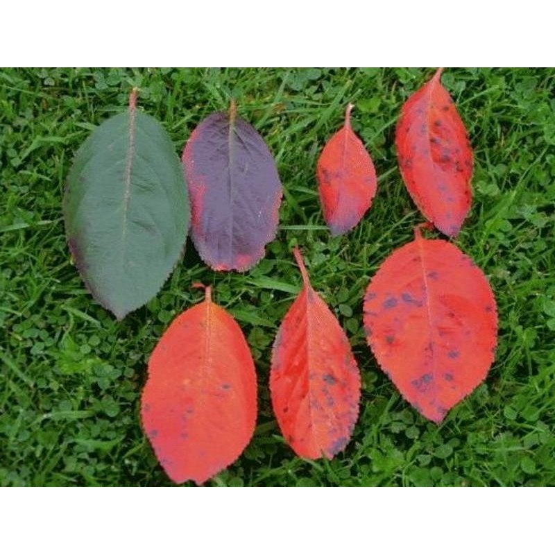 Aronia arbutifolia - Autumn colour progression