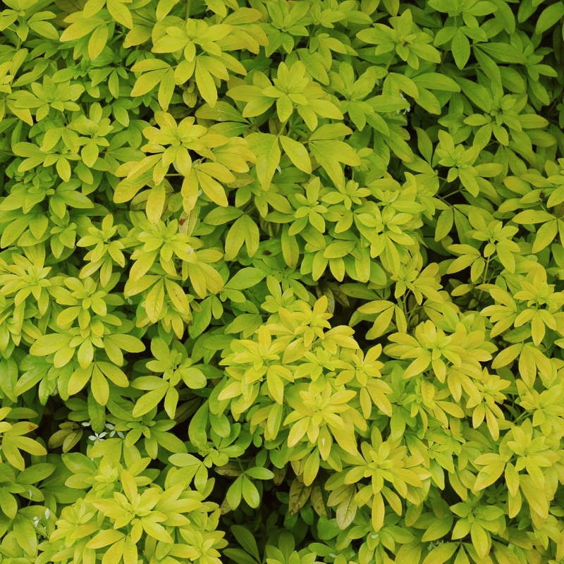 Choisya ternata 'Sundance' - golden foliage