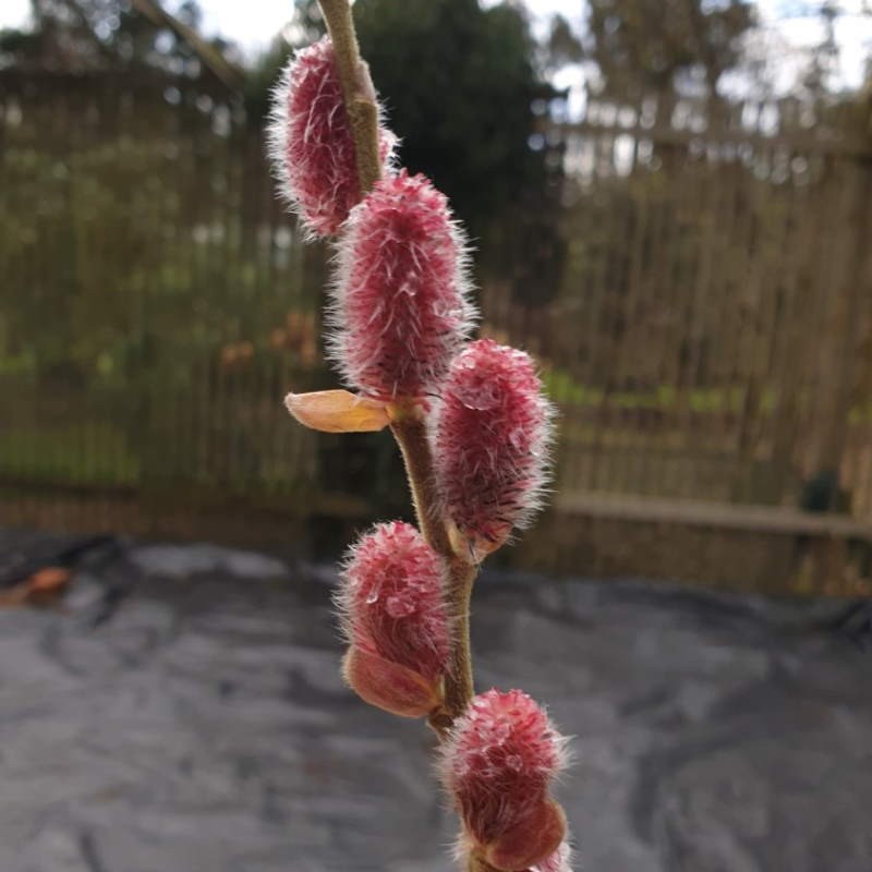 Salix gracistyla 'Mt. Aso' - catkins in February Salix gracistyla 'Mt. Aso' - catkins in February