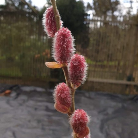 Salix gracistyla 'Mt. Aso' - catkins in February Salix gracistyla 'Mt. Aso' - catkins in February