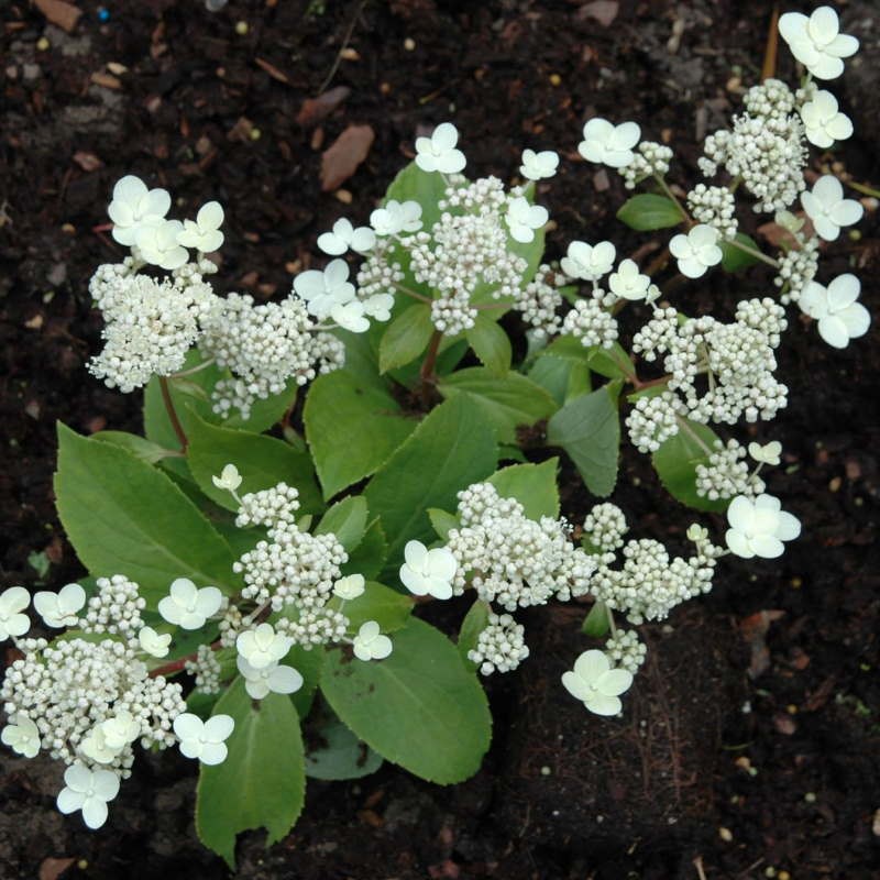 Hydrangea paniculata 'Prim White' - summer flowers Hydrangea paniculata 'Prim White' - summer flowers