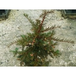 Taxus baccata 'Gracilis Pendula'