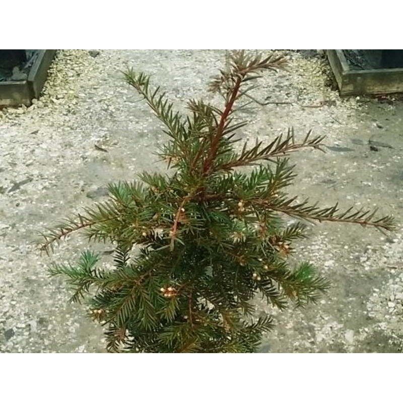 Taxus baccata 'Gracilis Pendula' Taxus baccata 'Gracilis Pendula'