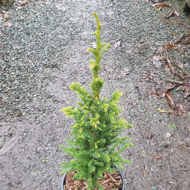 Cryptomeria japonica 'Pipo' - young plant Cryptomeria japonica 'Pipo' - young plant