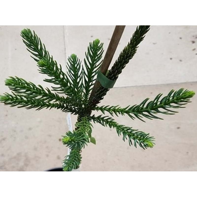 Cryptomeria japonica 'Araucarioides' Cryptomeria japonica 'Araucarioides'