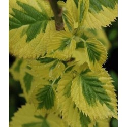Davidia involucrata 'Lady Sunshine' - summer leaves