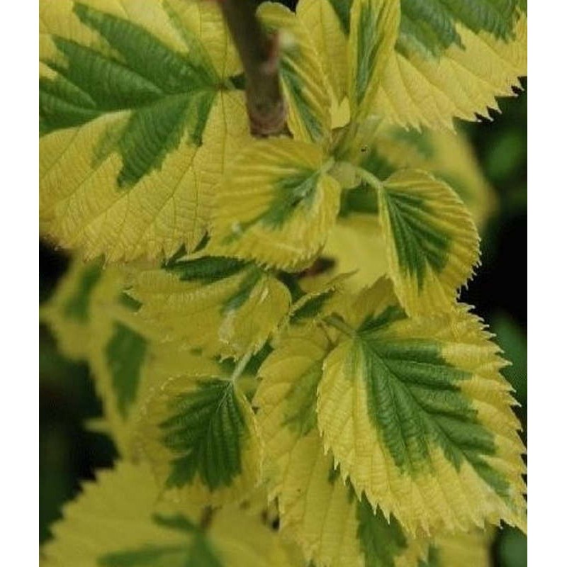 Davidia involucrata 'Lady Sunshine' - summer leaves