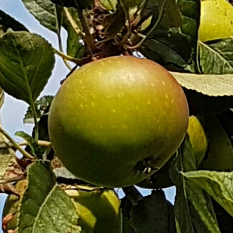 Malus 'James Grieve' Malus 'James Grieve'