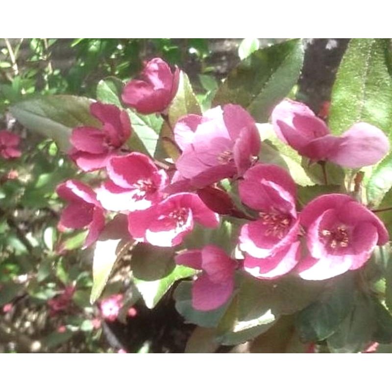 Malus 'Prairie Fire' - spring flowers