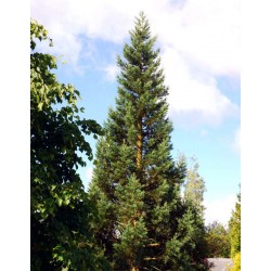 Sequoiadendron giganteum 'Glaucum' - 10 year old tree