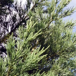 Sequoiadendron giganteum 'Glaucum' - close up of foliage