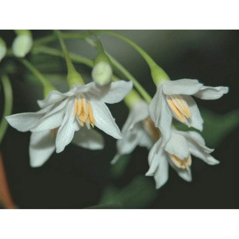 Styrax japonica 'Pendula' - summer flowers