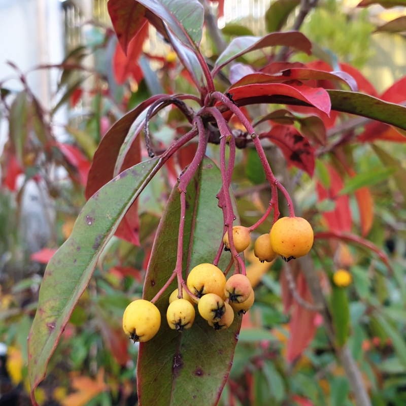 Photinia davidiana 'Fructu Luteo' - berries in autumn