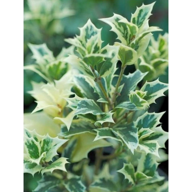 Osmanthus heterophyllus 'Variegatus' - close up of leaves