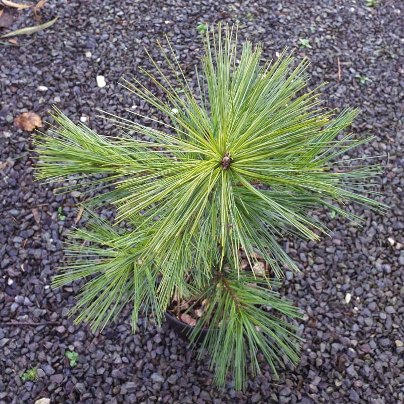 Pinus wallichiana 'Nana' - young plant Pinus wallichiana 'Nana' - young plant