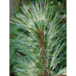 Pinus wallichiana 'Zebrina' - variegated leaves