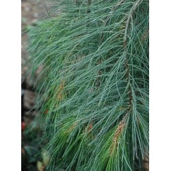 Pinus strobus 'Pendula'