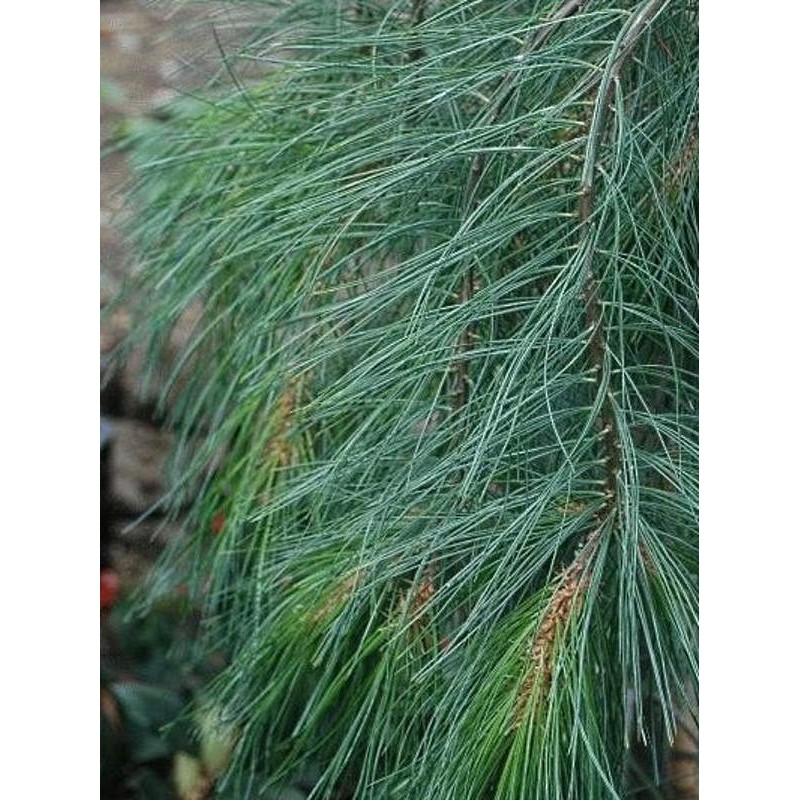 Pinus strobus 'Pendula' Pinus strobus 'Pendula'