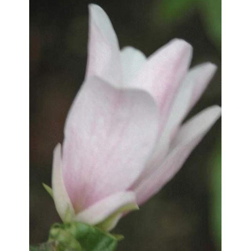 Magnolia stellata 'Rosea' - pale pink flowers in bud opening to white