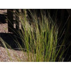 Stipa tenuissima 'Pony Tails'