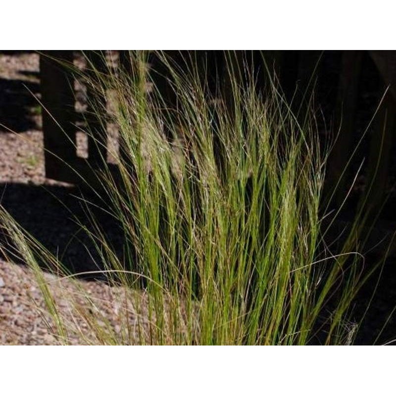 Stipa tenuissima 'Pony Tails'