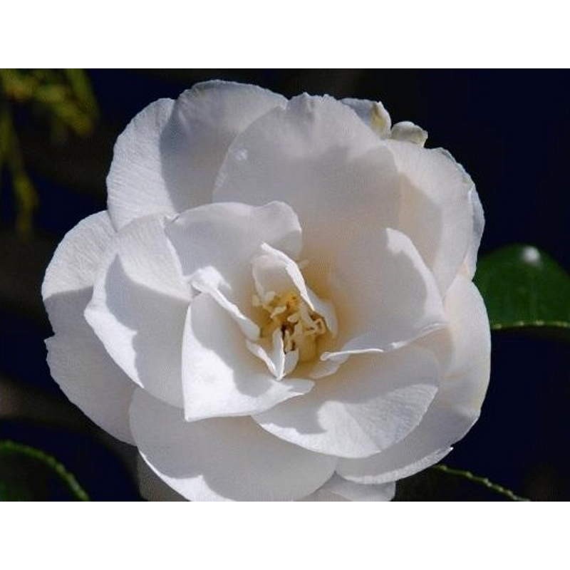 Camellia japonica 'Lovelight' - spring flowers