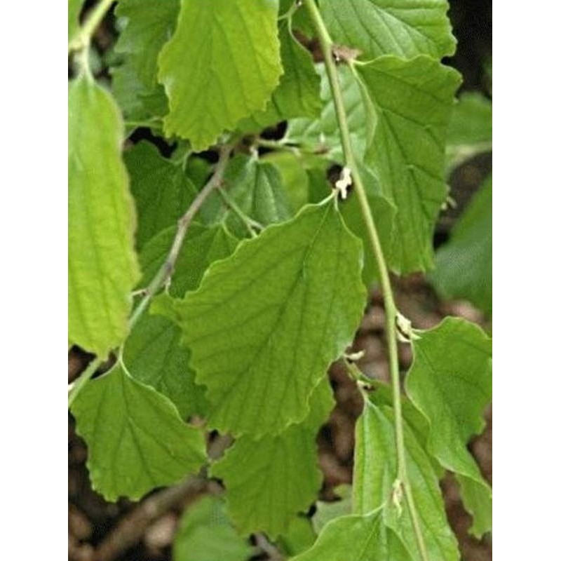Parrotia persica 'Pendula' - summer leaves Parrotia persica 'Pendula' - summer leaves
