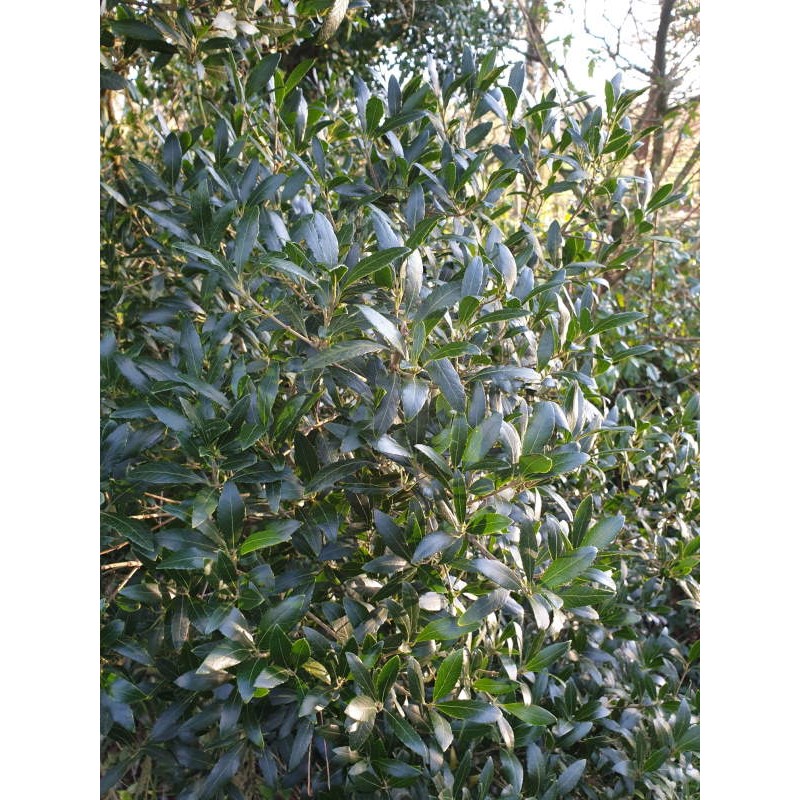 Phillyrea latifolia - close up of leaves