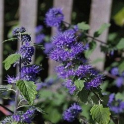 Caryopteris x clandonensis 'Kew Blue' - summer flowers