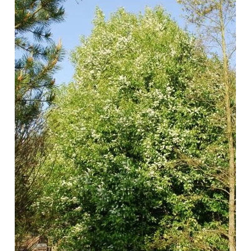 Prunus padus - established plant Prunus padus - established plant