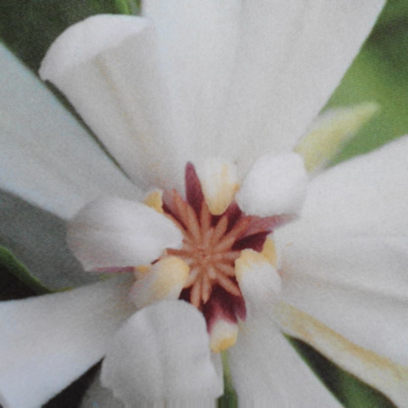 Calycanthus 'Venus' - summer flower