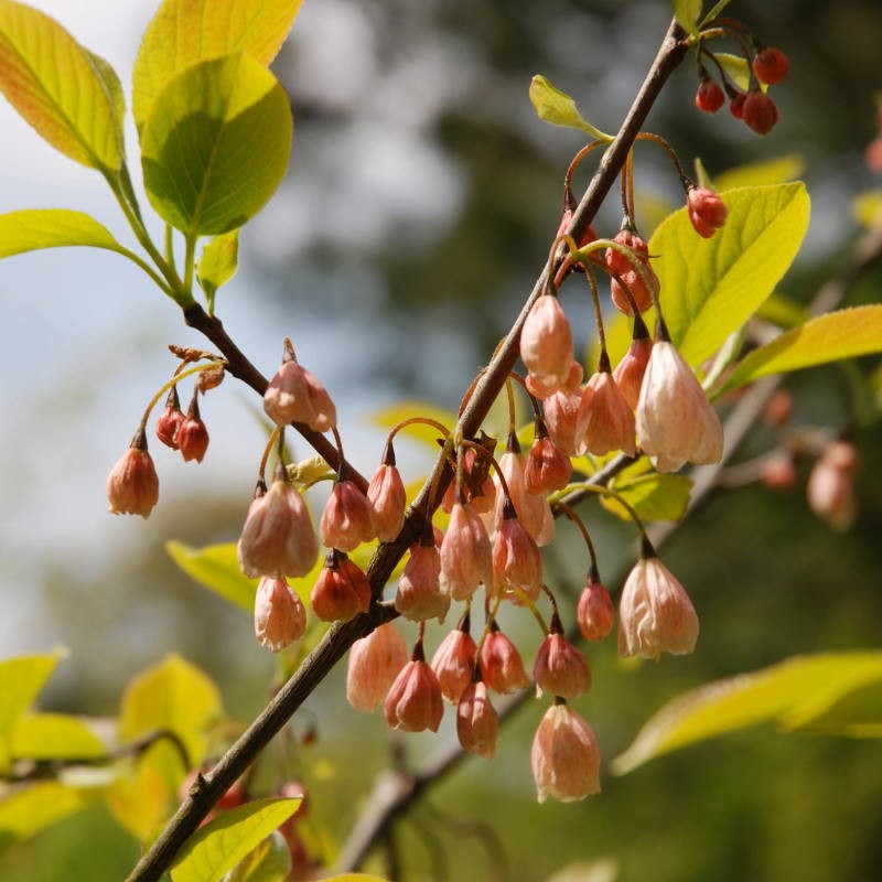 Halesia monticola 'Rosea' - summer flowers