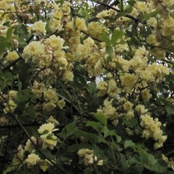 Rosa banksiae 'Lutea' - flowers