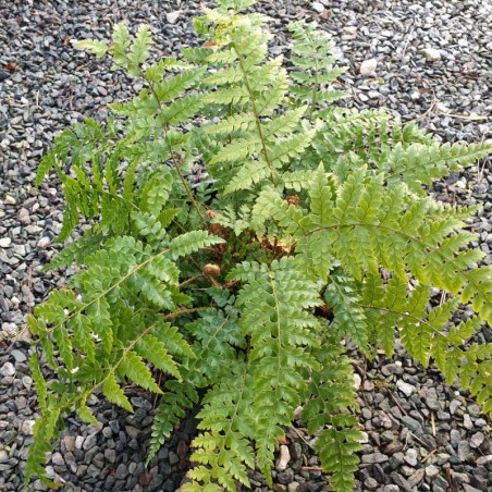 Polystichum yunnanense - mature leaves