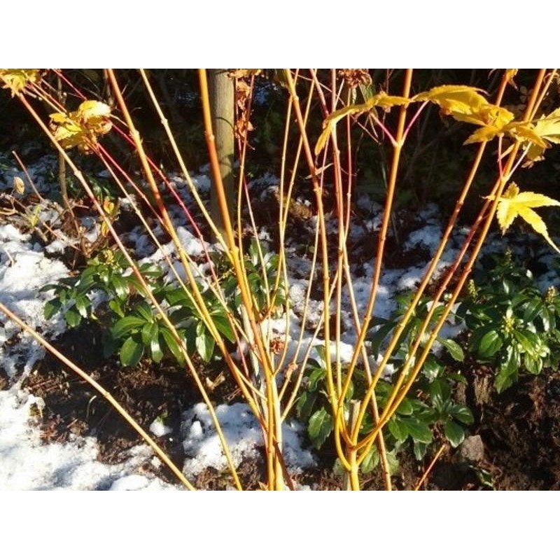 Acer palmatum 'Bi-hoo' - winter stems
