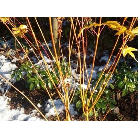 Acer palmatum 'Bi-hoo' - winter stems Acer palmatum 'Bi-hoo' - winter stems
