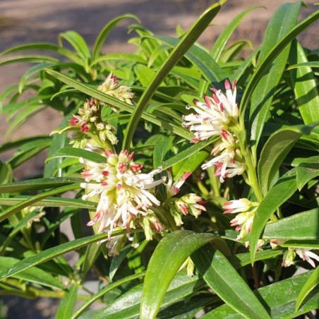 Sarcococca saligna - winter flowers