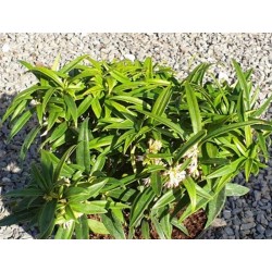 Sarcococca saligna
