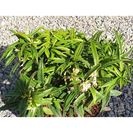 Sarcococca saligna
