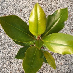 Magnolia grandiflora 'Little Gem' - leaves