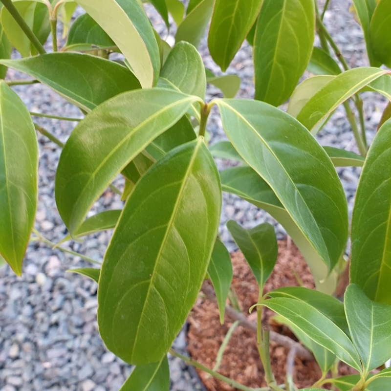 Cornus angustata 'Empress of China' - foliage